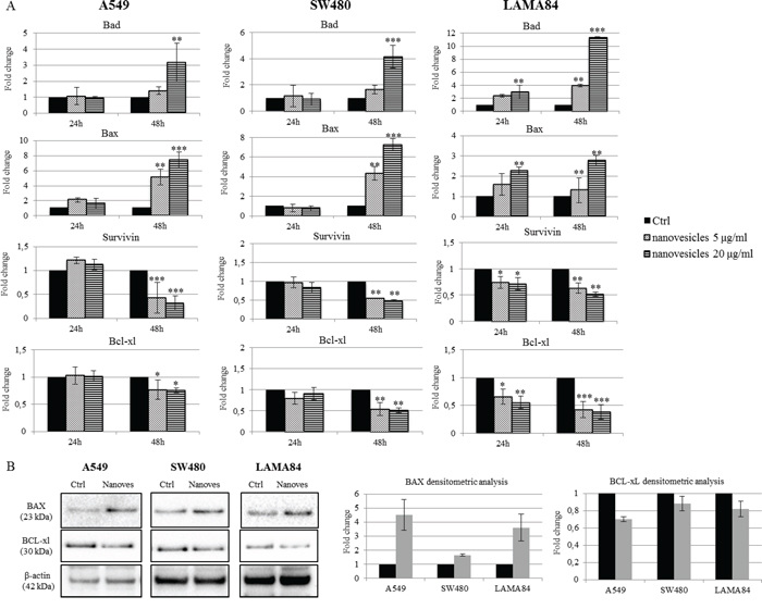 Citrus nanovesicles affect the balance between pro- and anti-apoptotic molecules.