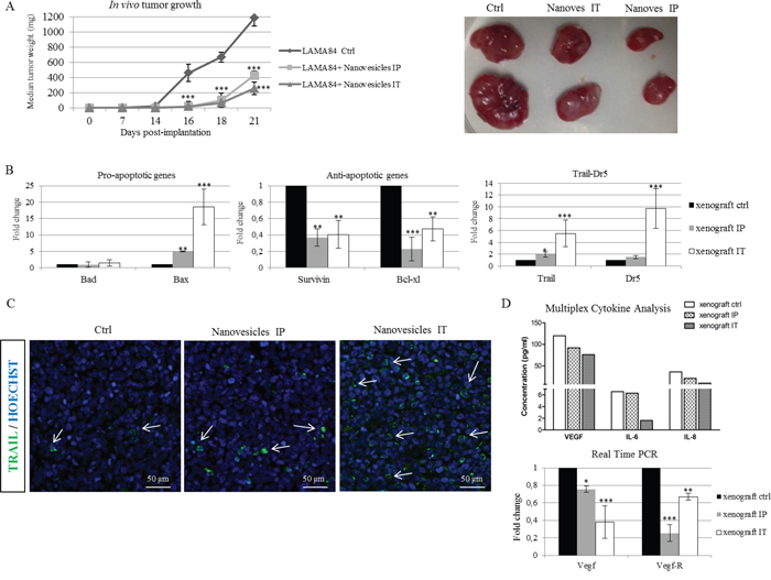 Citrus nanovesicles inhibit in vivo tumor growth.