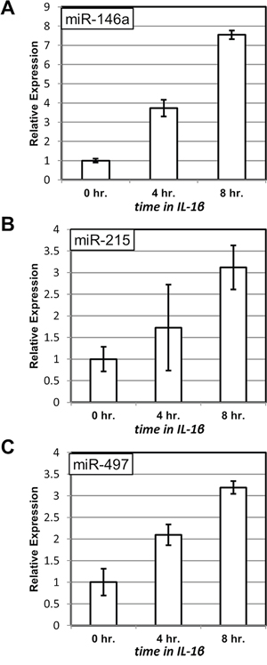 Induction of miRNA expression upon treatment with IL-1&#x03B2;.