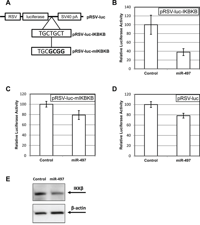 MiR-497 exhibits an inhibitory activity through the cognate site in the 3&#x2032;-UTR of IKBKB (IKK&#x03B2;) gene.