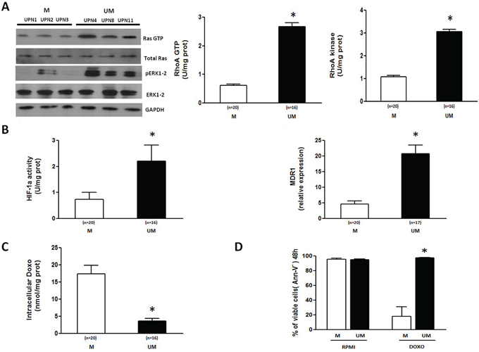 The Ras/ERK1&#x2013;2 and RhoA/RhoA kinase signaling pathways and the HIF-1&#x03B1;/Pgp axis are more active in IGHV UM than M CLL cells.