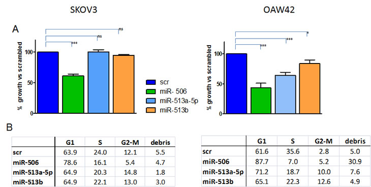 Effects of forced expression of chrXq27.3-cluster selected miRNAs on EOC cell line survival and cell cycle.