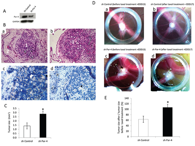 Influence of PAR-4 on the efficiency of taxol on tumour development.