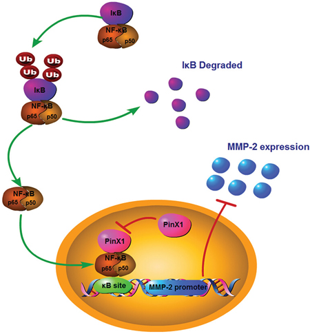 A hypothetic model of PinX1 suppresses MMP-2 expression via NF-&#x03BA;B signaling pathway.