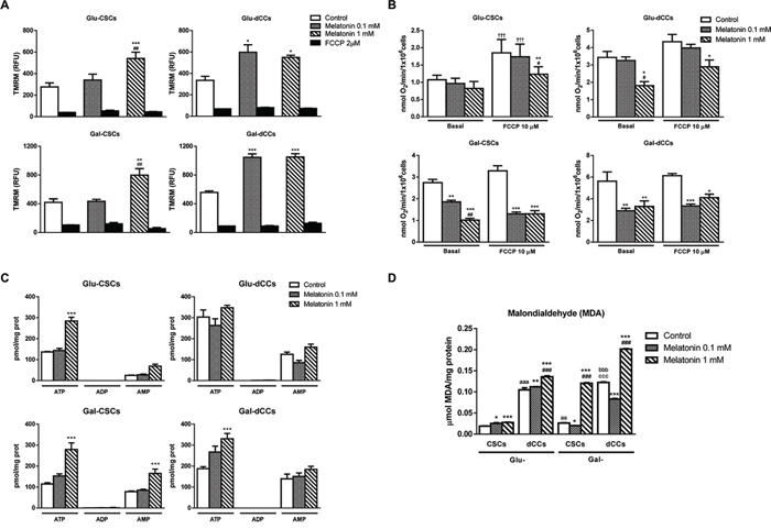 Melatonin altered mitochondrial membrane potential, oxygen consumption and ATP production in P19 cells.