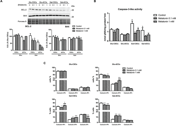 Melatonin induced caspase-3-independent cell death in P19 cells presenting oxidative metabolism.