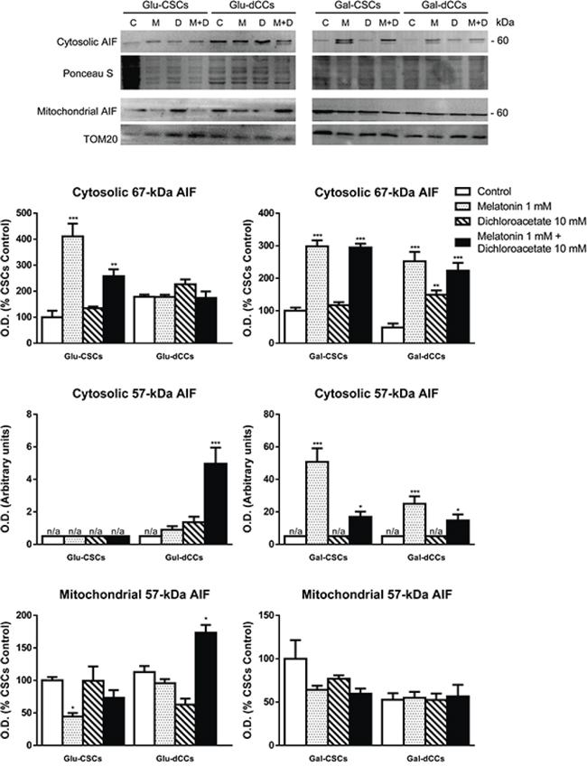 Representative immunoblot images for apoptosis-inducing factor (AIF) in cytosolic and mitochondrial extracts from P19 stem (CSCs) and differentiated (dCCs) cells, grown in glucose (Glu) and galactose (Gal) media, show a higher cytosolic localization of &#x007E;57 kDa form of AIF in cells grown in galactose media, treated with melatonin, alone or in combination with dichloroacetate.