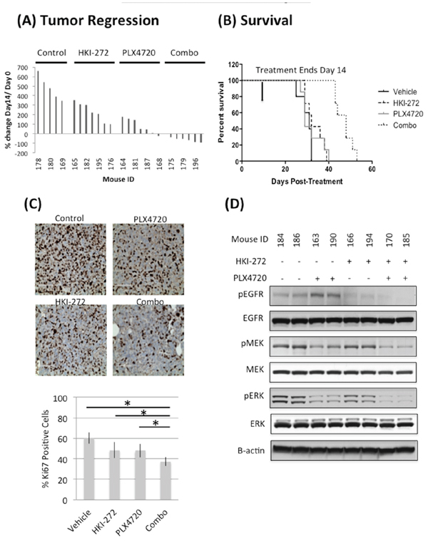 Combined inhibition of EGFR and BRAFV600E significantly reduces tumor growth A. and prolonged animal survival B. in a subcutaneous BT-40 xenograft model.
