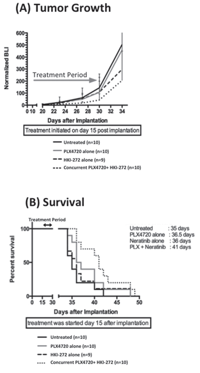 Combined EGFR and BRAFV600E inhibition significantly reduces intracranial BRAF12 DBTRG-FL tumor growth and prolonged animal survival.