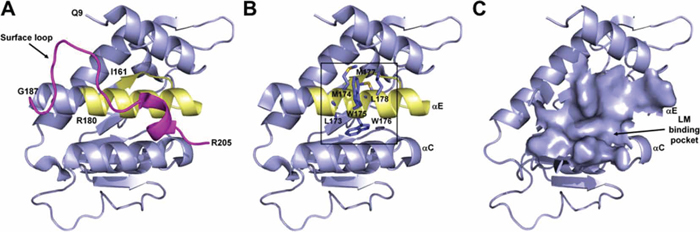 Structure of human 37LRP.