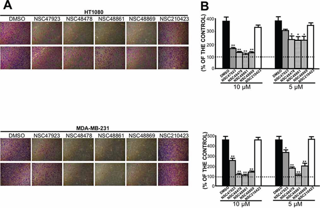 Selected close analogs of NSC47924 block very efficiently cancer cell invasion.