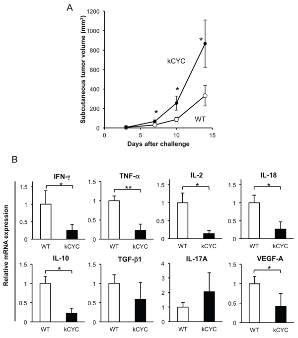 Primary tumor growth of B16 melanoma cells is promoted, while cytokine expression in draining LNs is decreased in kCYC mice.