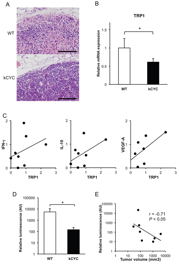 Less frequent tumor metastasis and decreased levels of tumor antigens in draining LNs of kCYC mice compared to wild-type (WT) mice.