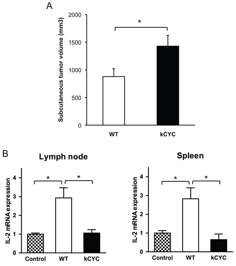 Presentation of tumor antigen is attenuated in kCYC mice.