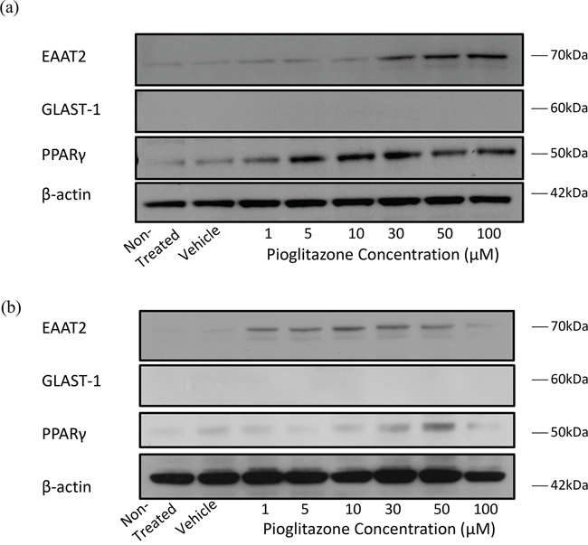 Representative blots showing EAAT2, GLAST-1, PPAR&#x03B3; and &#x03B2;-actin expression in glioma cells treated with increasing concentrations of pioglitazone for 48 hours.