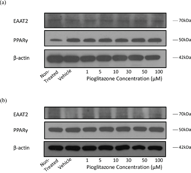 Representative blots showing EAAT2, PPAR&#x03B3; and &#x03B2;-actin expression in GSC #035 cells treated with increasing concentrations of pioglitazone for 72 hours alone (a) and with 5 &#x03BC;M GW9662 (b).