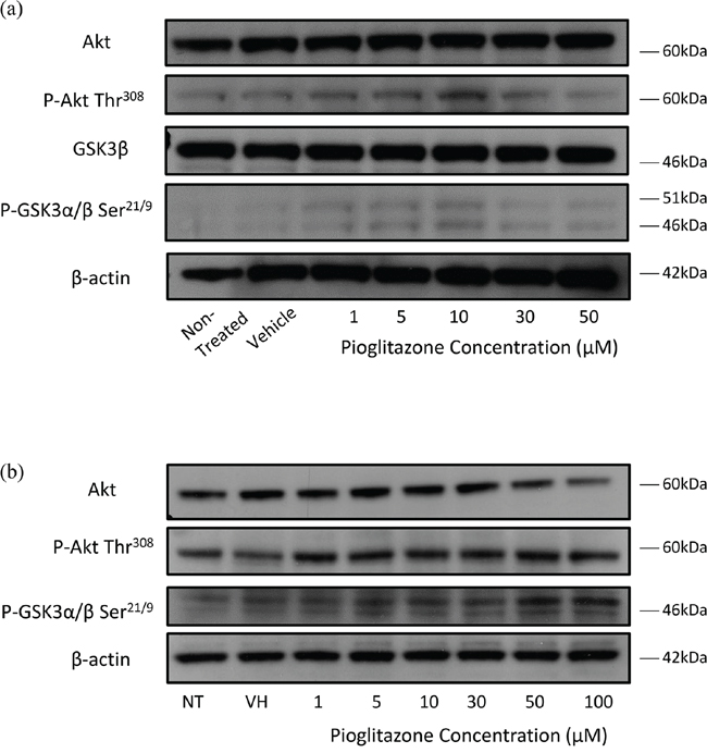 (a) Representative blots showing Akt, p-Akt, GSK-3&#x03B2; and p-GSK-3&#x03B1;/&#x03B2; and &#x03B2;-actin expression in U87 glioma cells treated with increasing concentrations of pioglitazone for 72 hours.