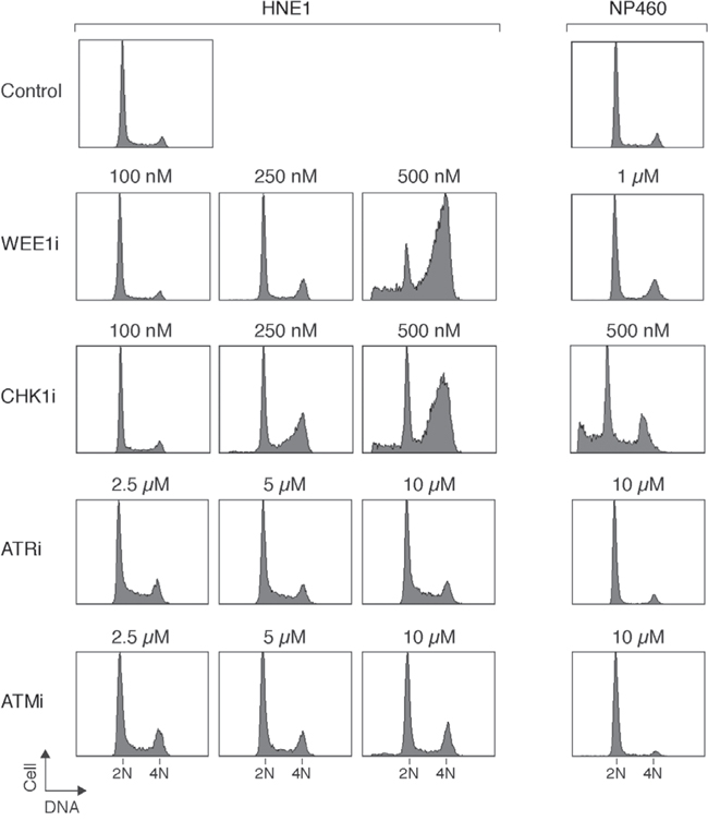 Inhibition of WEE1 specifically sensitizes NPC cells compare to nasopharyngeal epithelial cells.