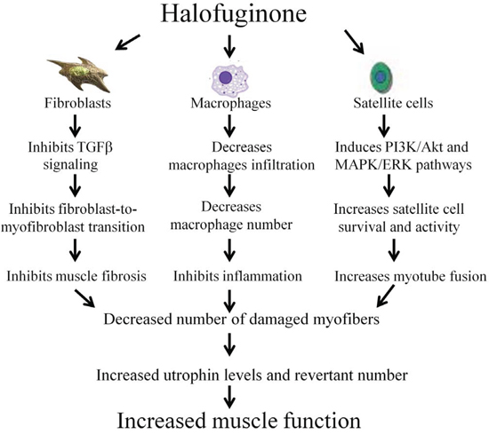 Halofuginone and the dystrophic muscle.