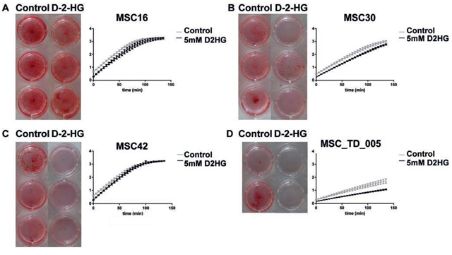 Osteogenic differentiation of mesenchymal stem cells in the presence of D-2-HG.