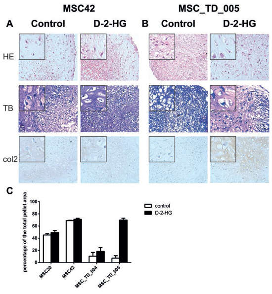 Chondrogenic differentiation of mesenchymal stem cells in the presence of D-2-HG.