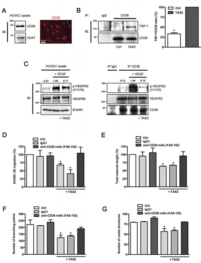 Anti-angiogenic properties of TAX2 are mediated by TSP-1 binding to CD36.