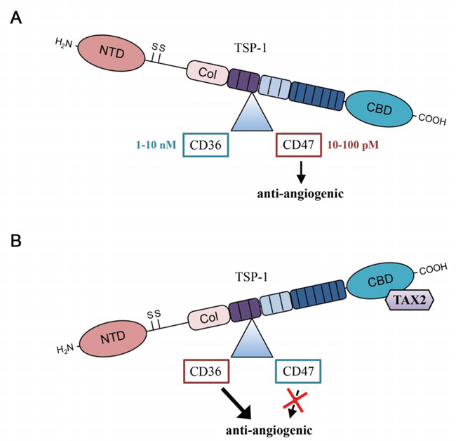 TAX2 induces a shift in TSP-1 binding from CD47 to CD36.