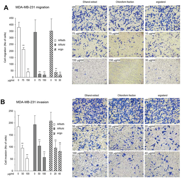 The purified ergosterol inhibited cancer cell migration and invasion.