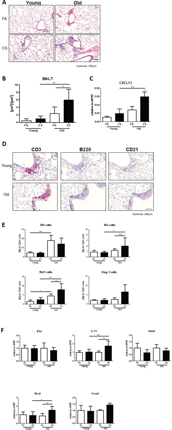 Development of iBALT is increased in aged CS-exposed mice and consists of T and B lymphocytes and follicular dendritic cells.