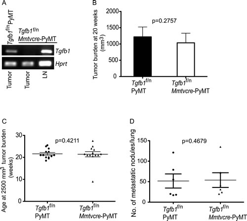 Absence of TGF-&#946;1 produced by mammary tumor cells does not affect tumor growth.