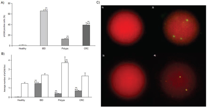 &#x03B3;H2AX immnofluorescence results.