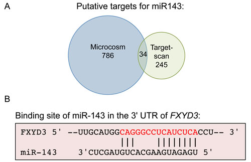 FXYD3 is putative target of miR-143.