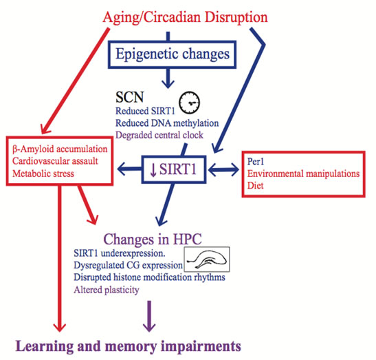 Epigenetic changes are a possible mechanism for the memory impairment induced by circadian rhythm disruption.