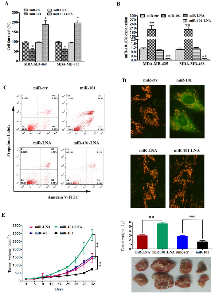 MiR-101 suppresses proliferation and induces apoptosis of TNBC.
