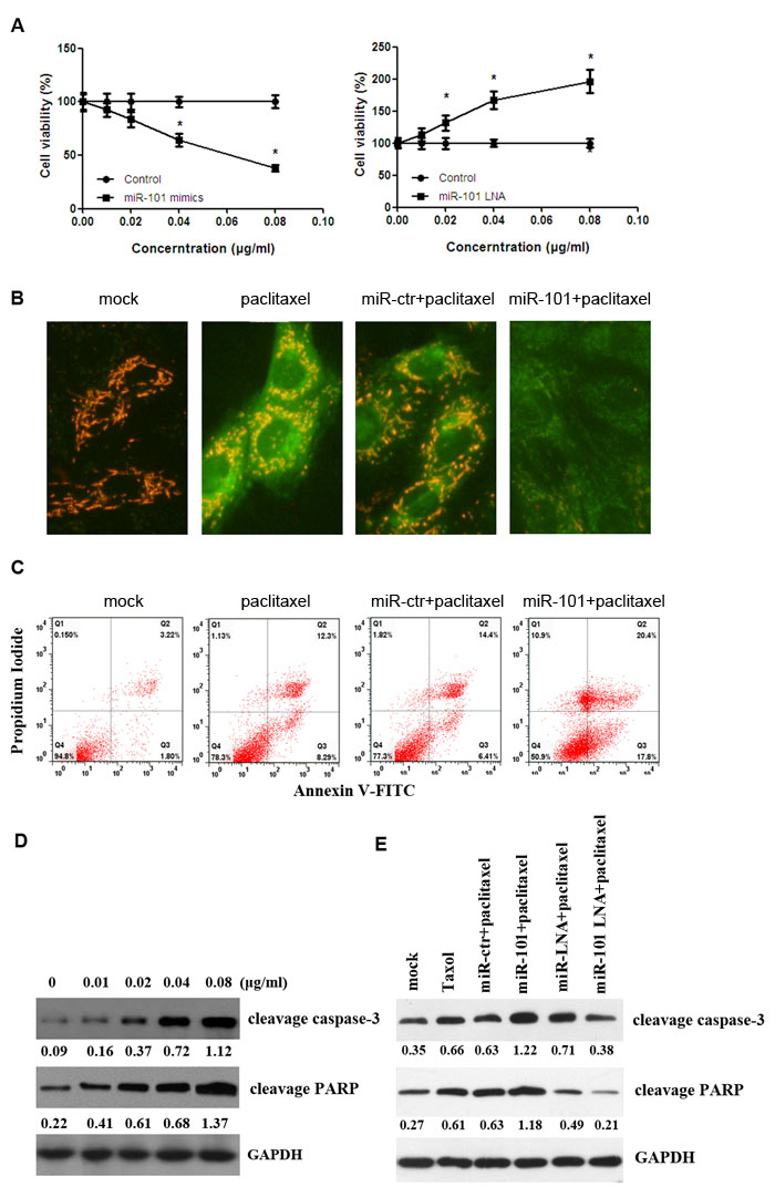 Transfection of miR-101 sensitizes breast cancer cells to paclitaxel-induced apoptosis.