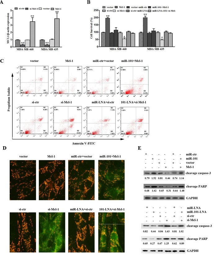 MiR-101 suppresses proliferation and induces apoptosis of TNBC by targeting MCL-1.