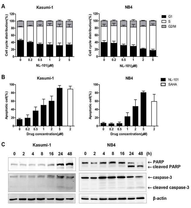 NL-101 induces S-phase arrest and caspase-3 dependent apoptosis in Kasumi-1 and NB4 cells.