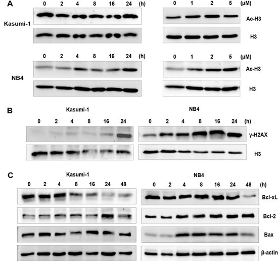 NL-101 presents dual-effects on histone acetylation and DNA damage.