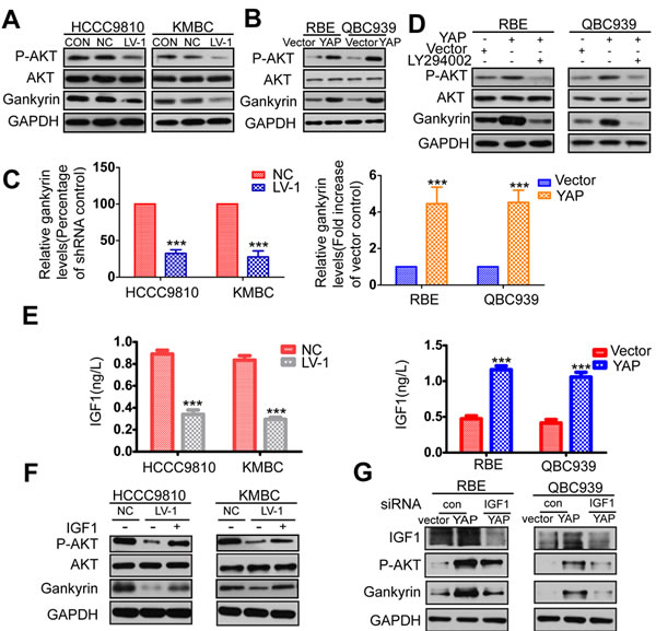 YAP increases gankyrin expression through AKT activation.