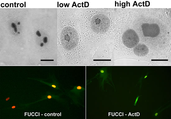 Correlation of ActD-stimulated changes of PGAM localization in NSCLC cells with blockade of the cell cycle cell in G2 phase.