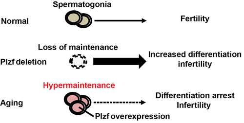 Schematics of Plzf overexpression and spermatogonia aging.