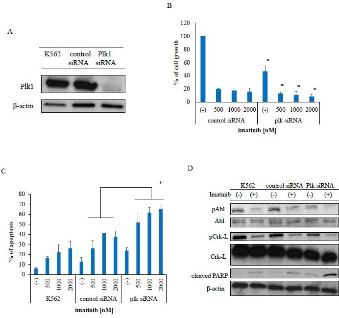 Transfection of polo-like kinase 1-specific siRNA inhibits proliferation and promotes apoptosis in Philadelphia (Ph)-positive leukemia cells.