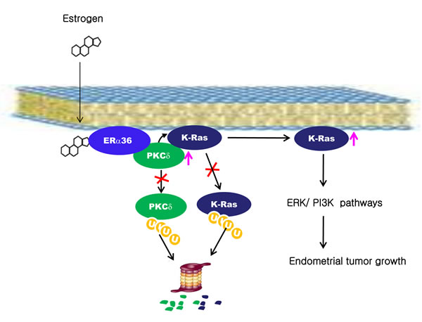 A proposed model for K-Ras stabilization by estrogen in endometrial tumorigenesis.