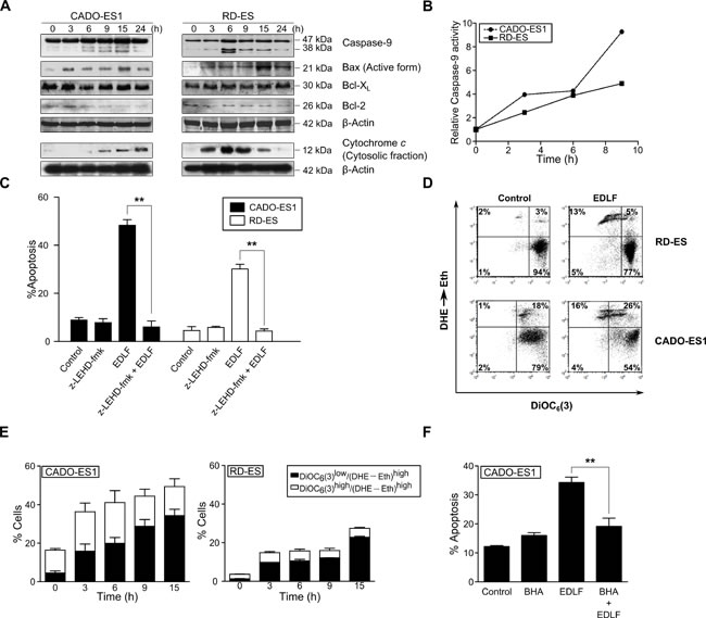 Involvement of mitochondrial-mediated signaling in edelfosine-induced apoptosis in ES cells.