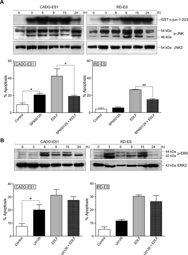 JNK and ERK activation in edelfosine-treated ES cells.