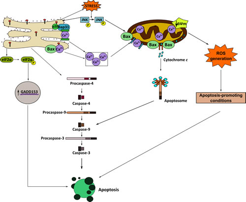 Schematic model of ER involvement in edelfosine-induced apoptosis in ES cancer cells.