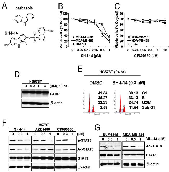 SH-I-14 represses the proliferation of TNBC cells and reduces acetylation of STAT3.
