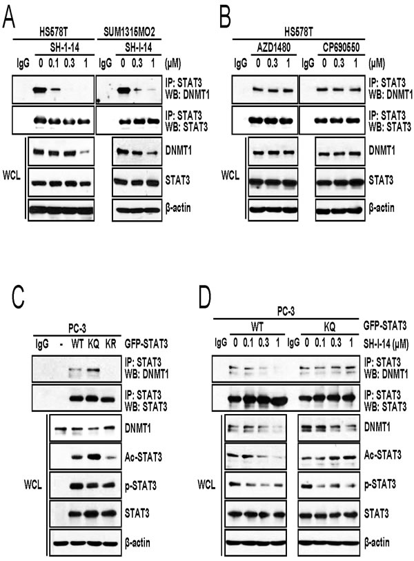 SH-I-14 disrupts the STAT3-DNMT1 interaction.