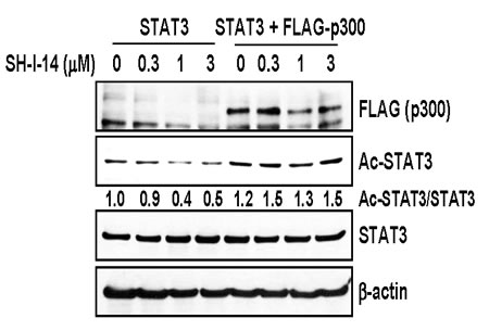 Overexpression of p300 reversed SH-I-14-mediated deacetylation of STAT3.