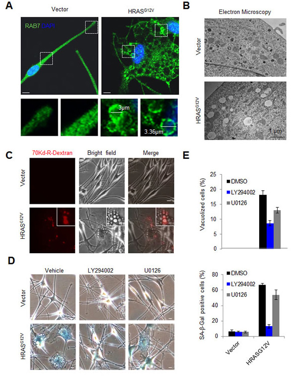 Recruitment of RAB7 to PI3K-driven macropinosomes upon oncogene activation in human melanocytes.